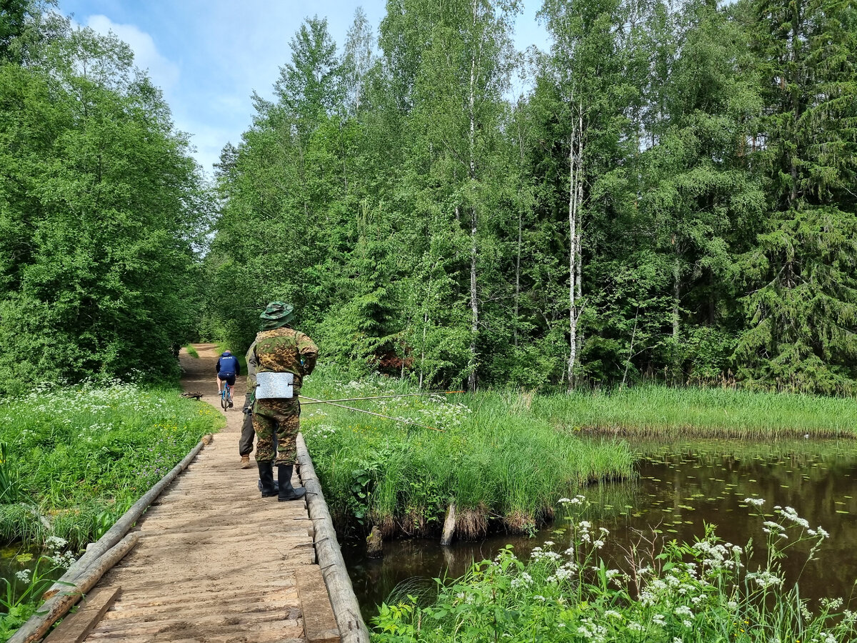 Оредежская тропа, еловая аллея и пещера на реке | Походы, путешествия,  прогулки | Дзен