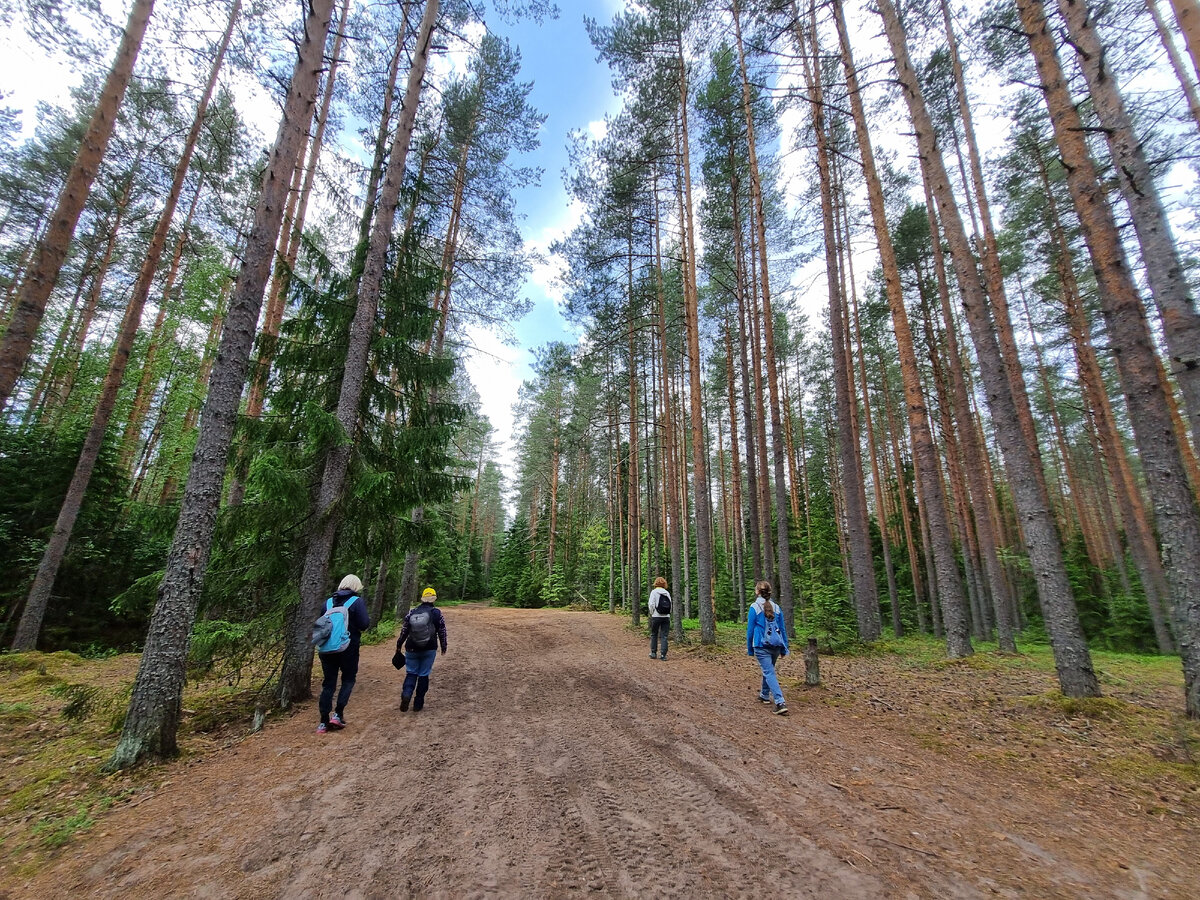 Оредежская тропа, еловая аллея и пещера на реке | Походы, путешествия,  прогулки | Дзен