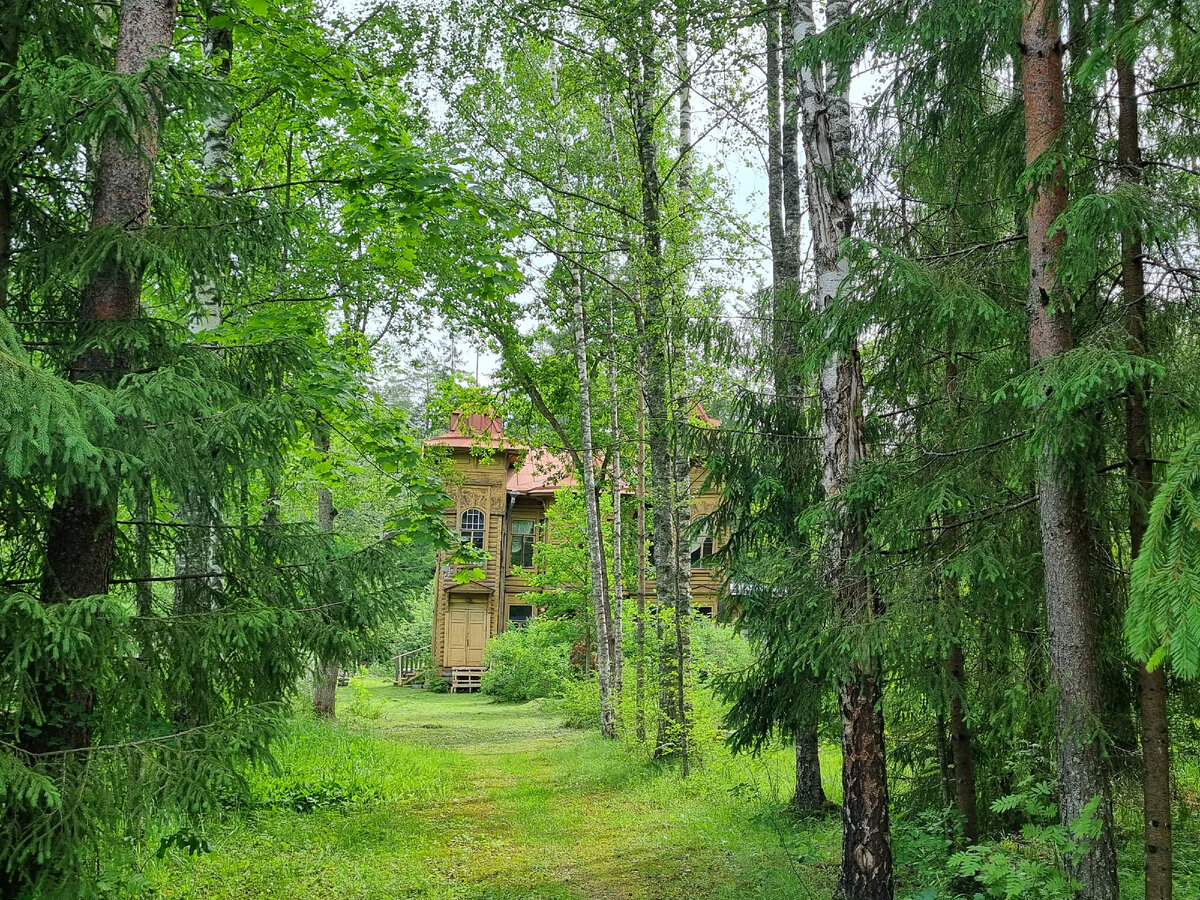 Оредежская тропа, еловая аллея и пещера на реке | Походы, путешествия,  прогулки | Дзен