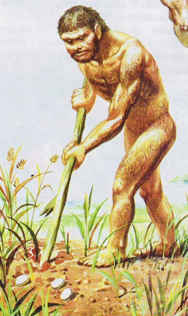 В рационе человека яйца присутствуют с древних времен