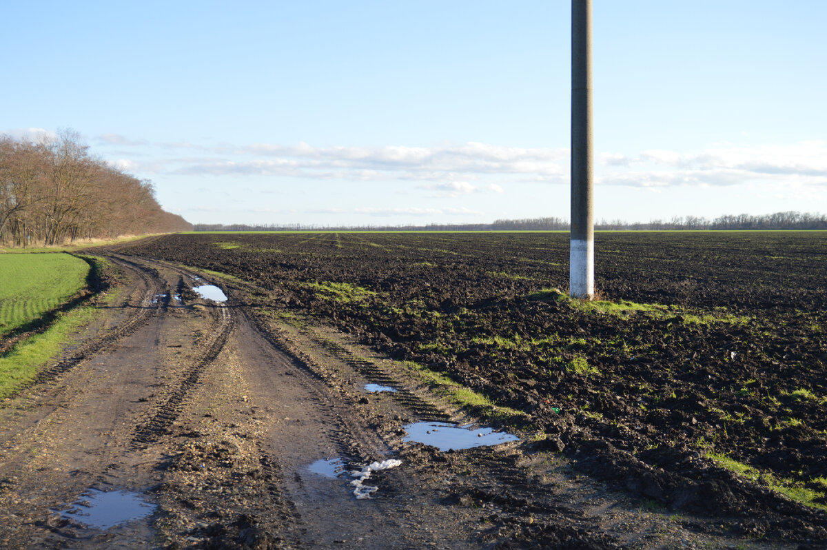 Фото автора. 20.12. 2023. Зимняя полевая дорога у края поля.