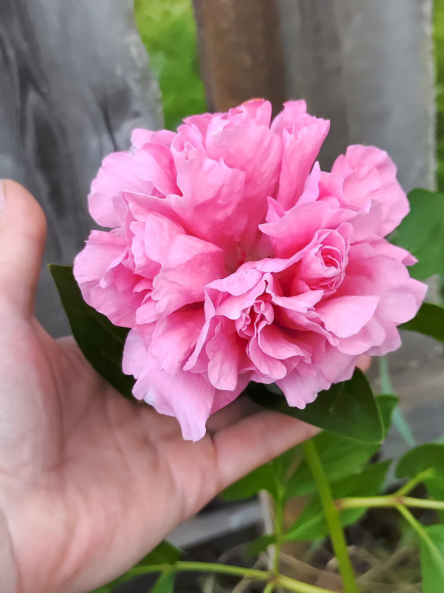 Пион Carnation bouquet. 5 июня 2024 год.