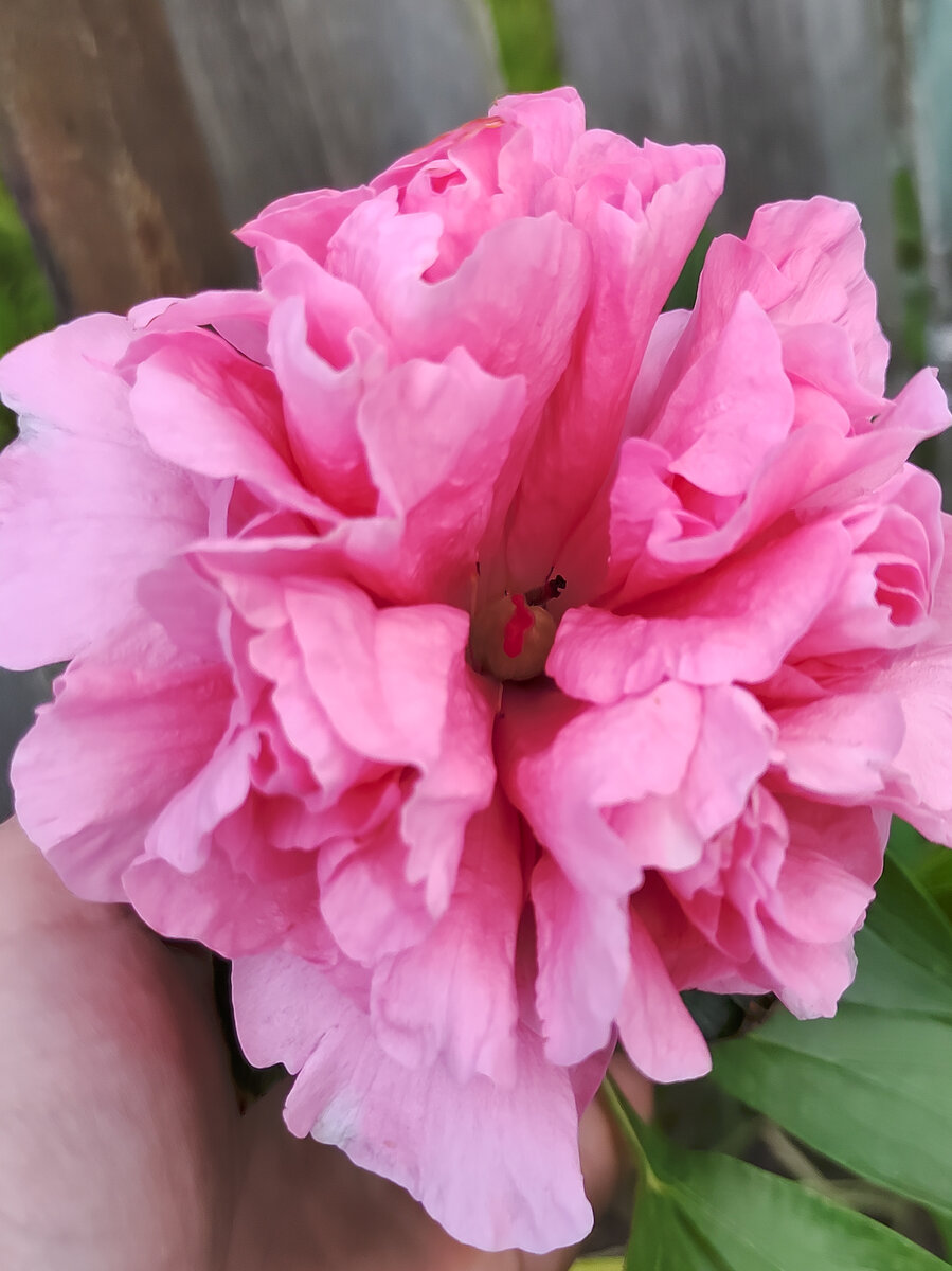 Пион Carnation bouquet. 5 июня 2024 год.