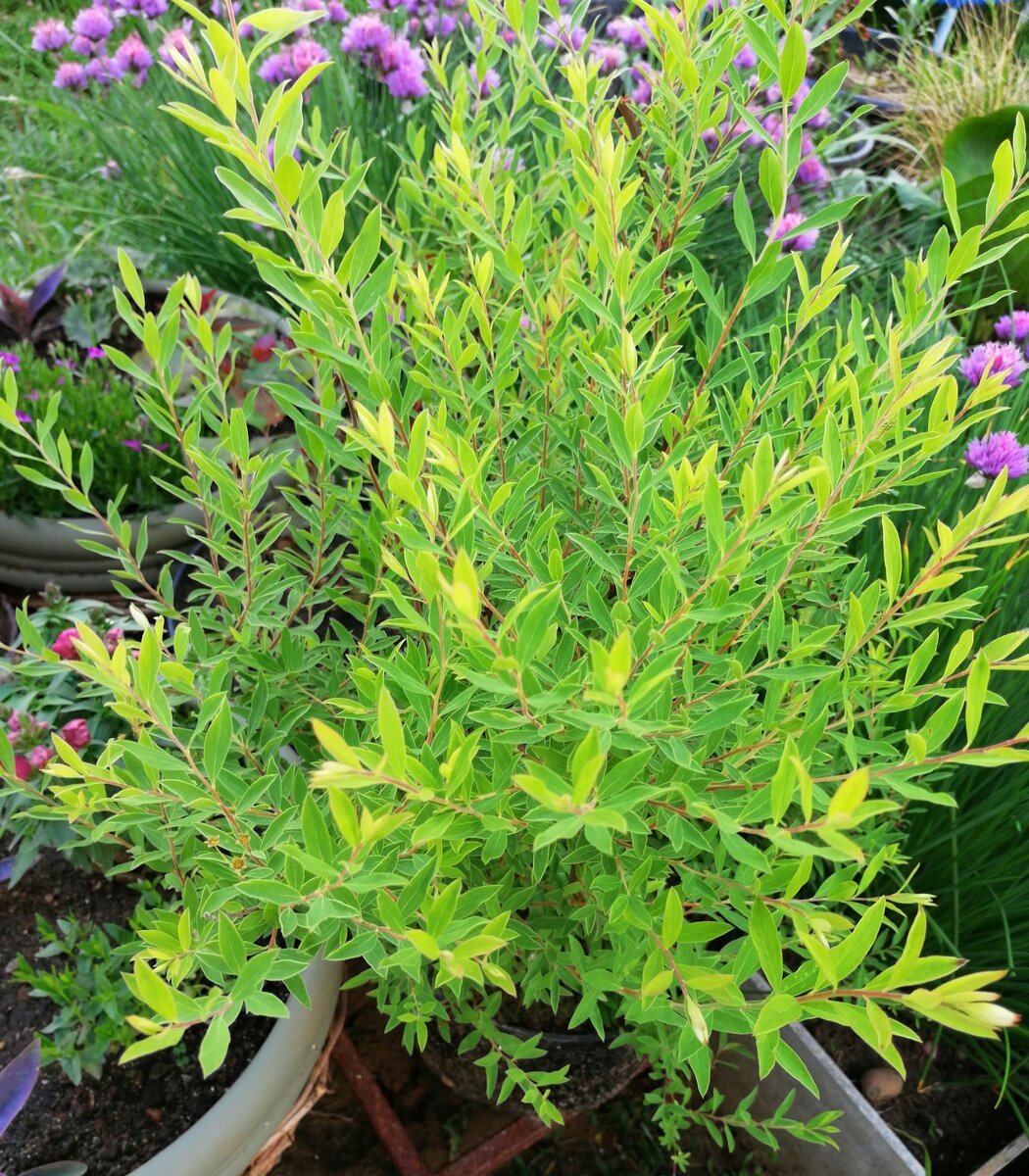 Спирея серая после цветения. 2024