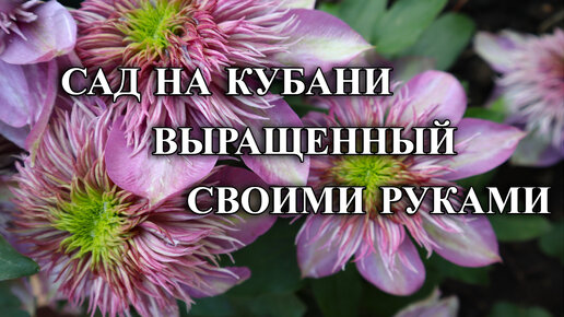 616ч Наш сад в июне/Чеканка винограда/Жизнь после переезда на юг