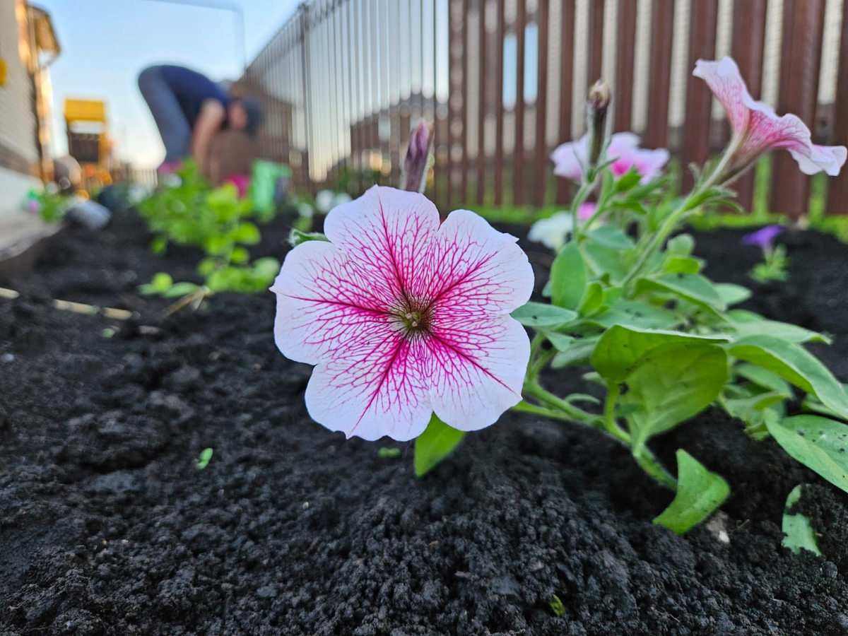 Хорошая работа - фотографировать, когда другие сажают))))