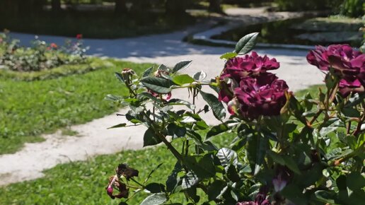 Коллекция штамбовых роз в парке Южные культуры