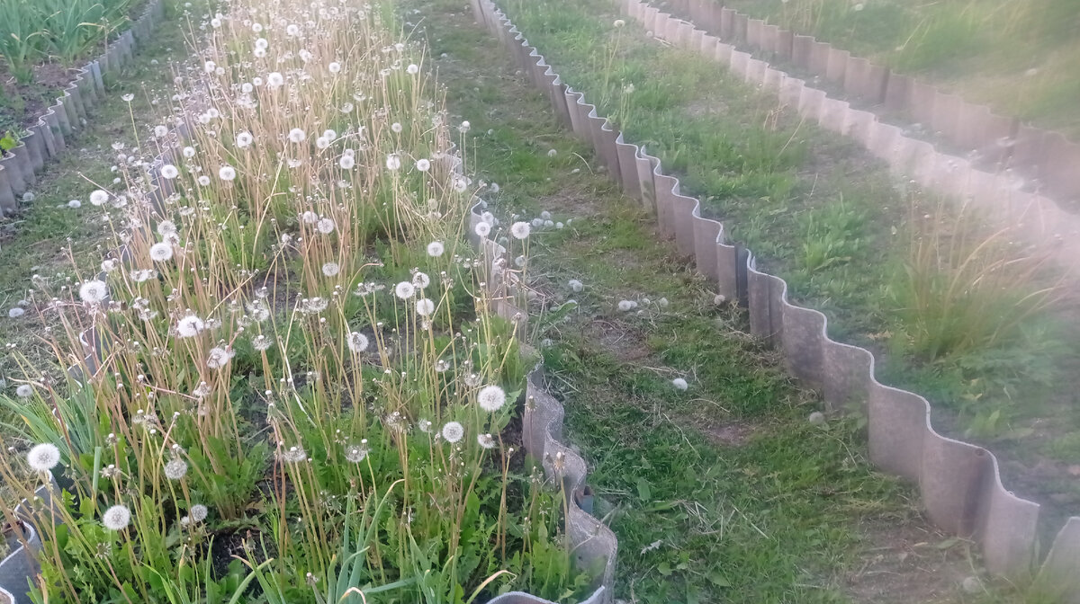 Приехали на дачу поздно и увидели заросшие травой грядки и сад, поэтому пришлось потрудиться