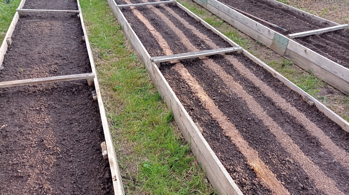 А вот так грядочки выглядят сейчас