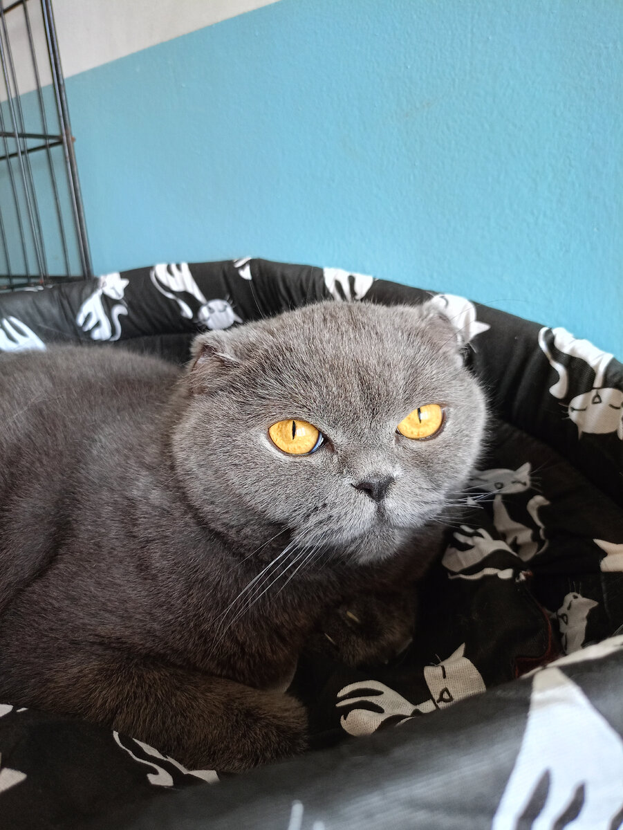 Аврора, кошка которая из за обморожения лишилась 3 лапок