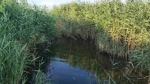 В поисках коровьих лепёшек. Живём в станице на Кубани.