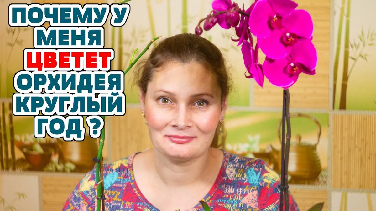 Орхидеи: Моя секретная формула по уходу🌸 | Марина Жукова, Домохозяйка,  Эксперт, Блогер | Дзен