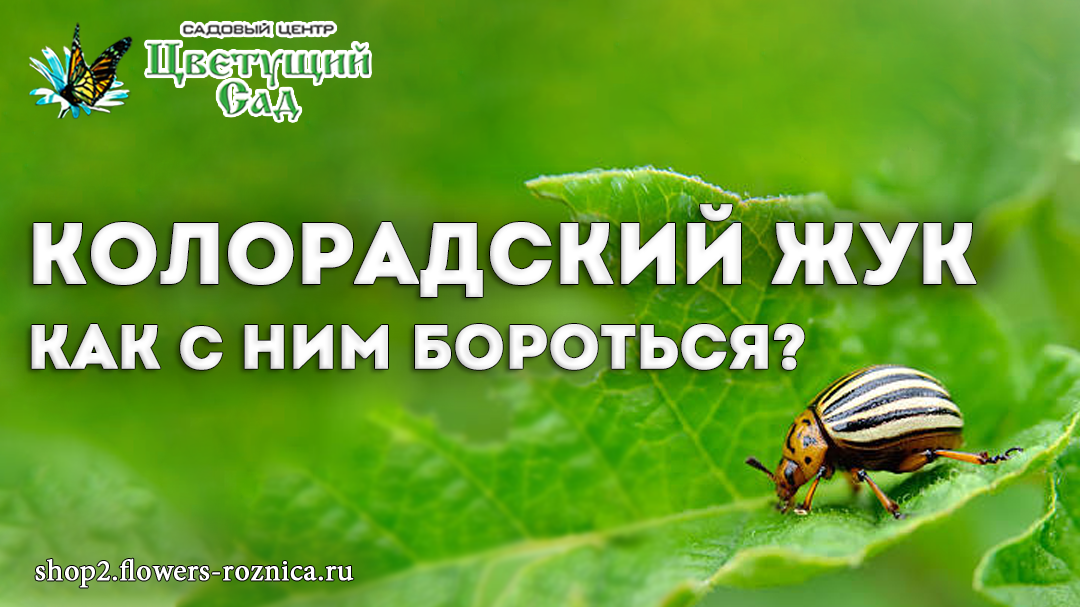 Источник фото: Getty Images