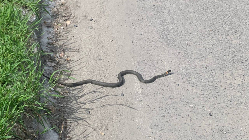     Уж в центре Барнаула 10 июня 2024 года. altapress.ru