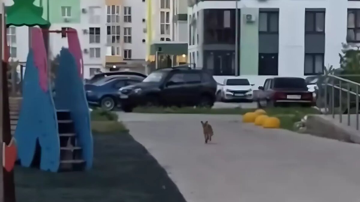     Источник: Ufa_rb