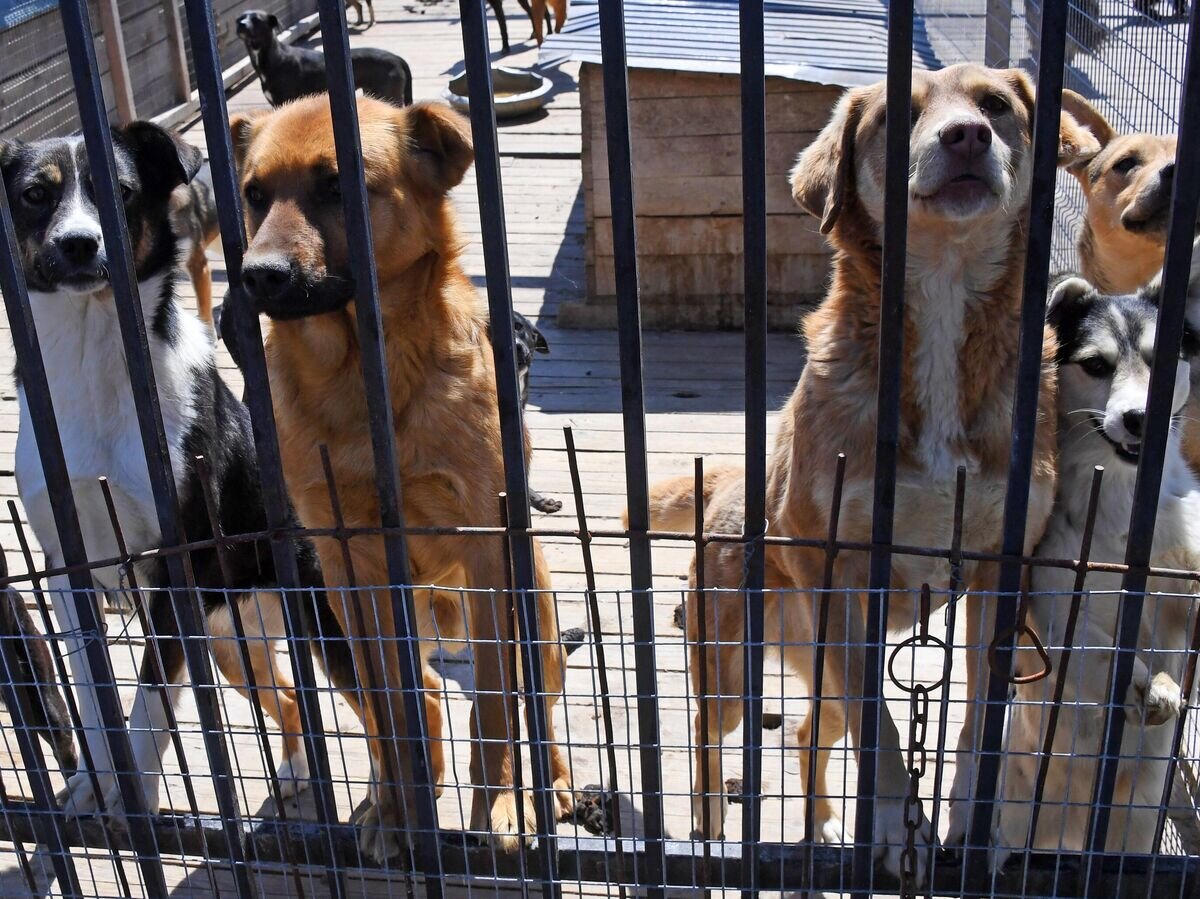   Собаки в приюте для бродячих собак© РИА Новости / Виталий Аньков