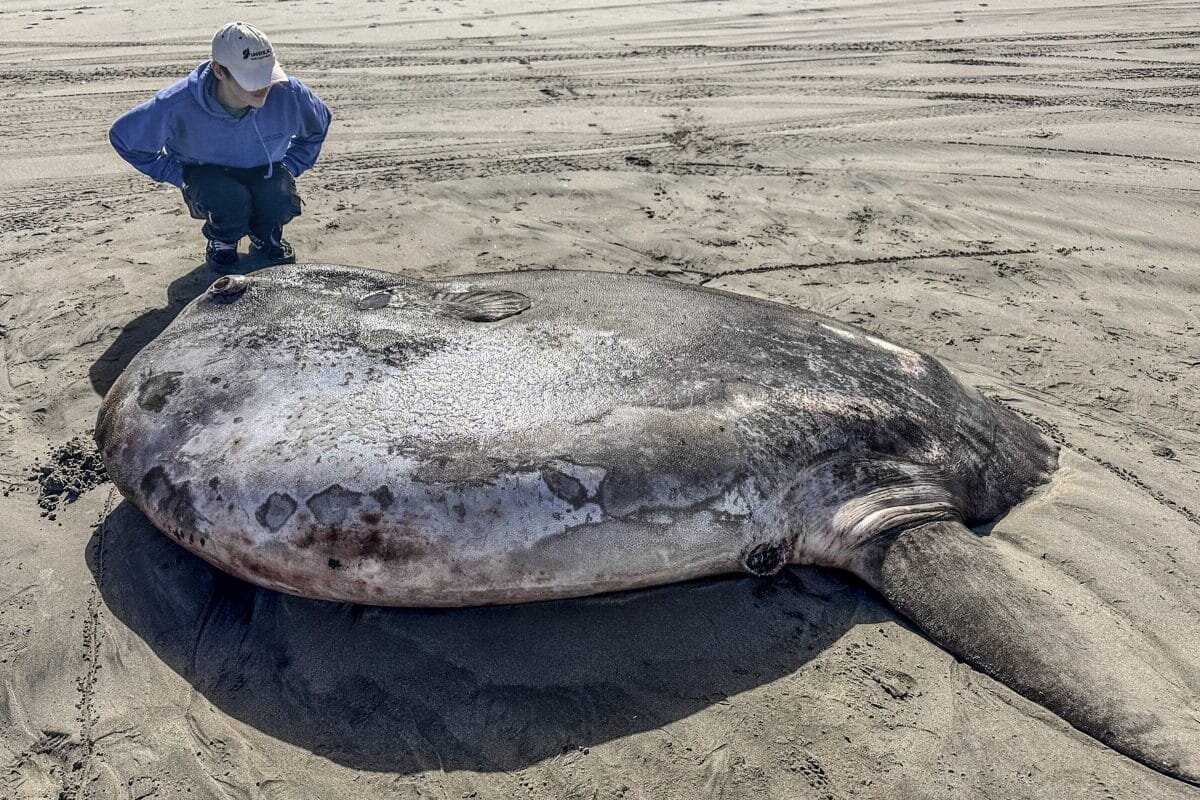    Mola tecta на пляже Эрхарт в Орегоне / © Tiffany Boothe / Seaside Aquarium via AP
