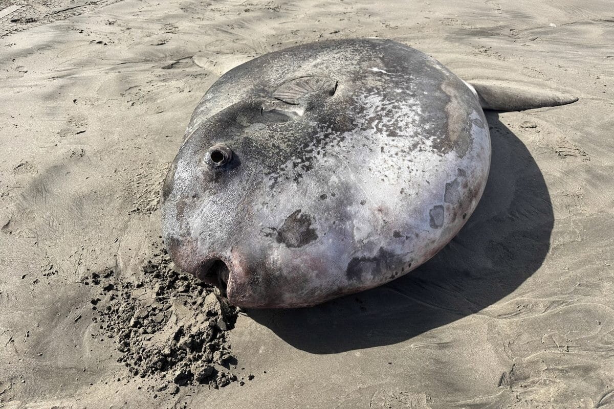    Mola tecta на пляже Эрхарт в Орегоне / © Tiffany Boothe / Seaside Aquarium via AP