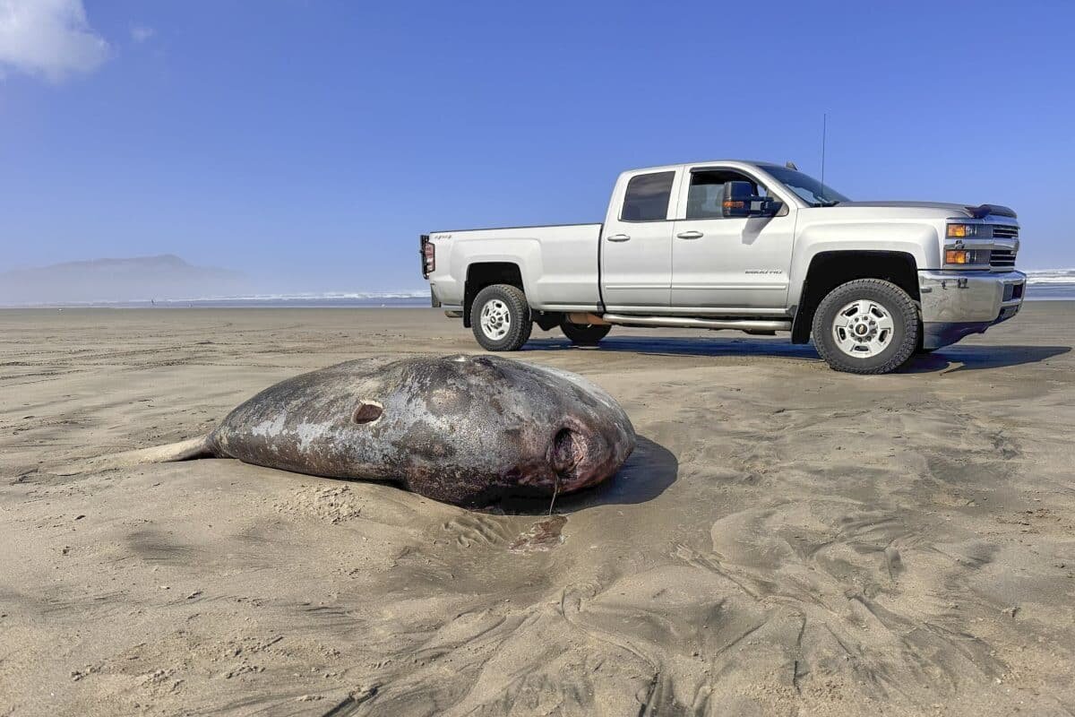    Mola tecta на пляже Эрхарт в Орегоне / © Tiffany Boothe / Seaside Aquarium via AP