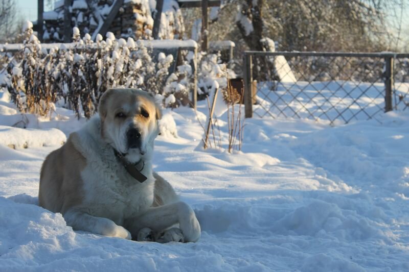 Зара мечтает о зиме