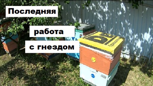 Последняя работа с гнездом перед главным медосбором в методе Цебро.