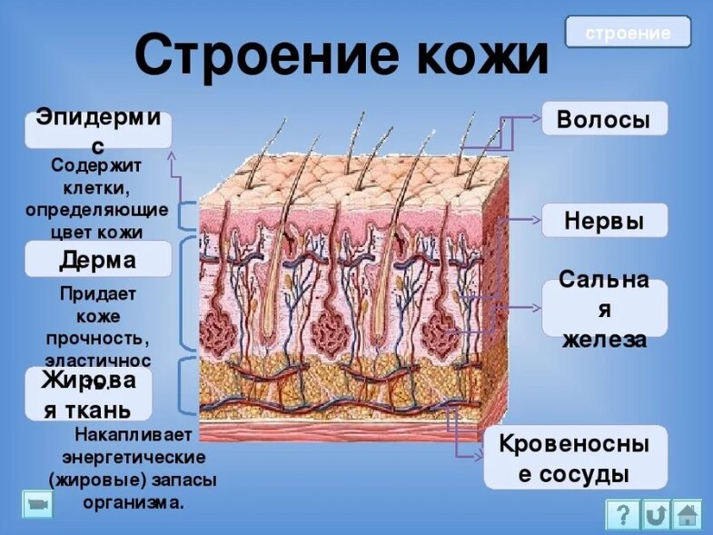 12 интересных фактов о коже человека. | Фактарама | Дзен