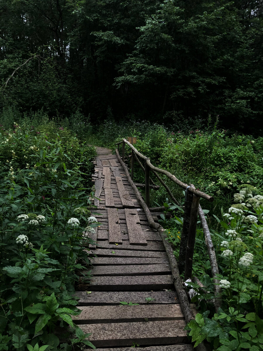 колдовской лес. личный архив ©️