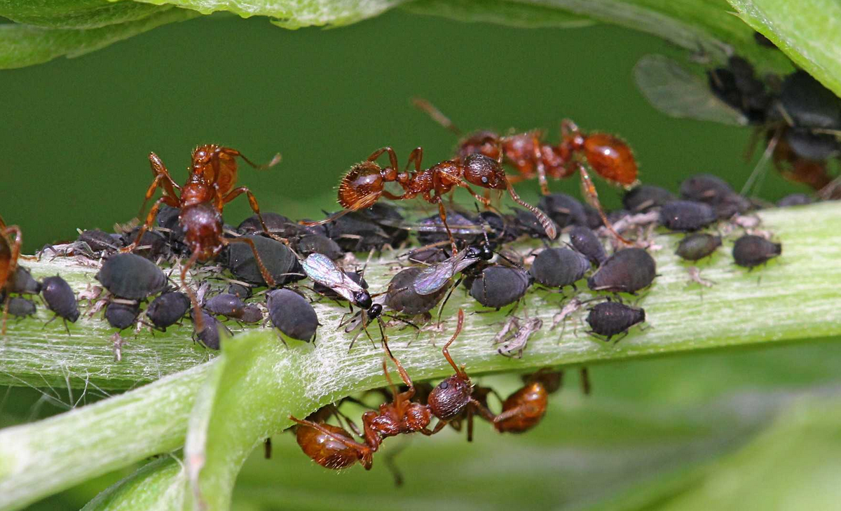 Назойливые, кусачие муравьи на даче доставляют много проблем. Они бегают везде — по клубнике и по вашим ногам. Вы приносите их в дом вместе с сорванной для салата зеленью.-2