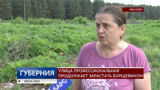 Улица Профессиональная продолжает зарастать борщевиком