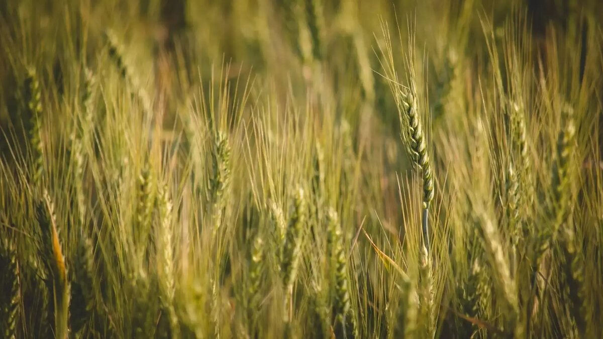     Источник: 1MI