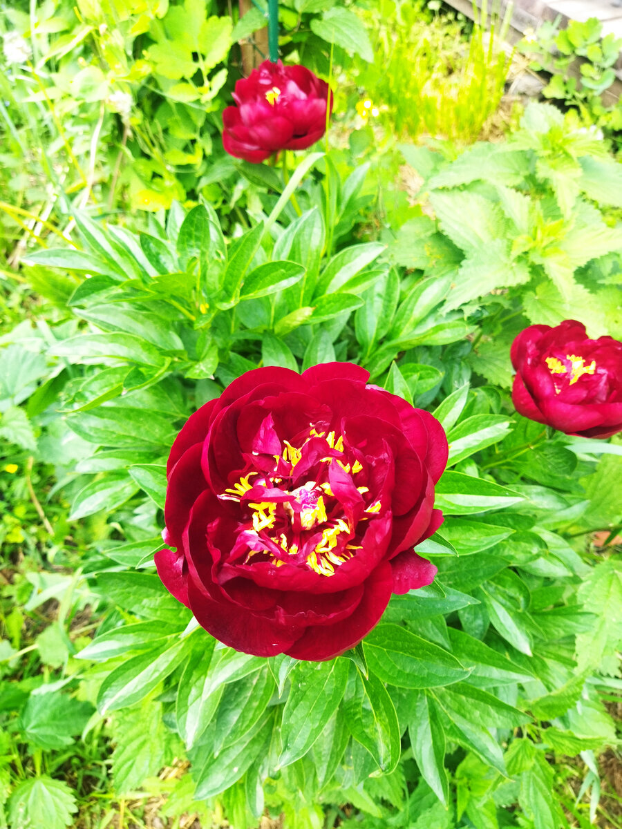 Вот такие пионы