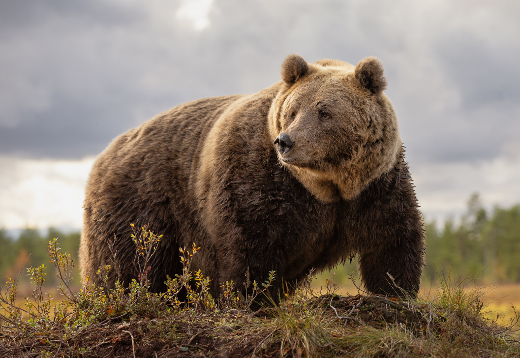 Бурый медведь (Ursus arctos)