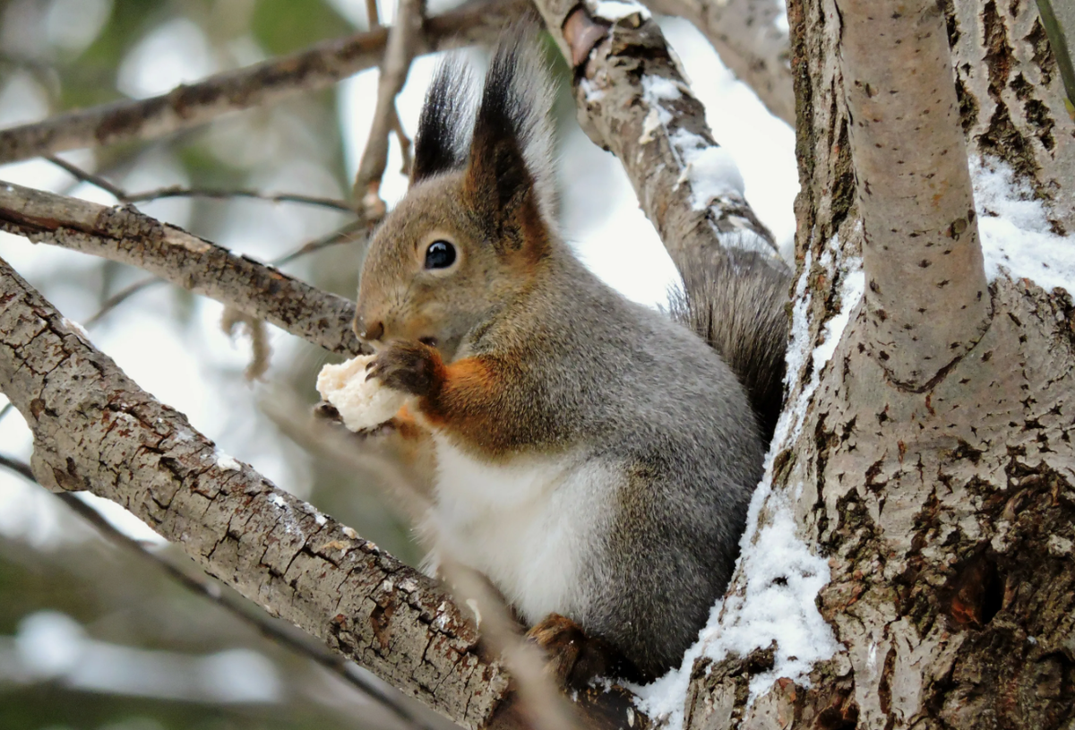 Белка обыкновенная (Sciurus vulgaris)
