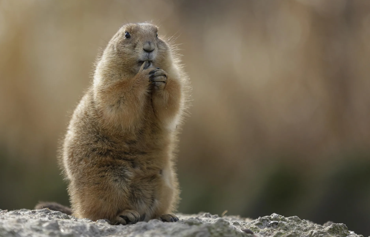 Сурок (Marmota marmota)