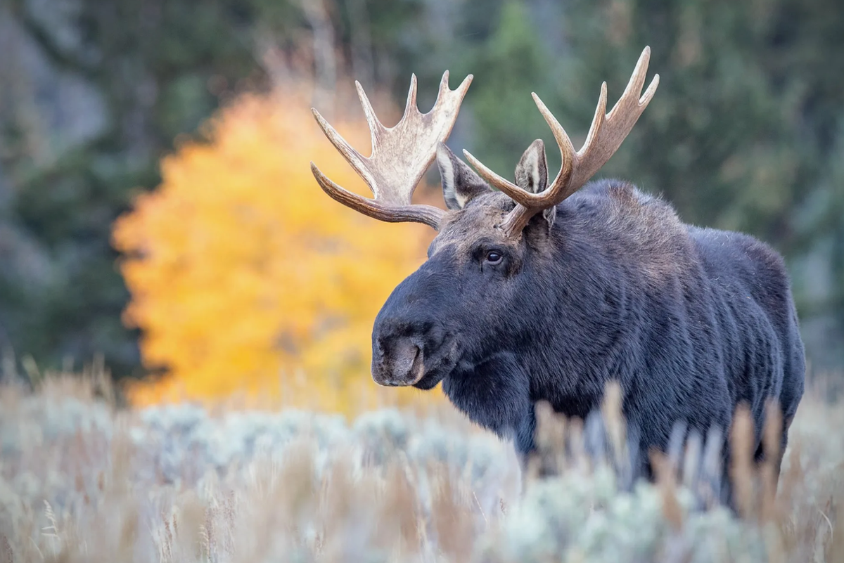 Американский лось (Alces alces)