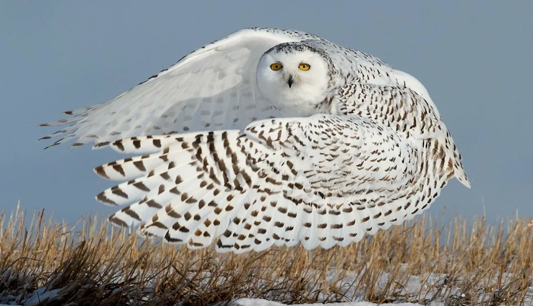 Полярная сова (Bubo scandiacus)