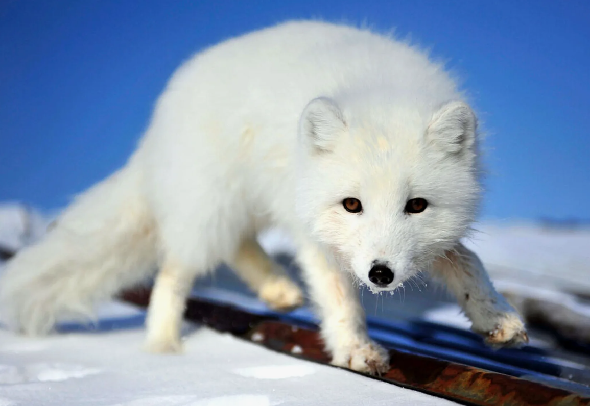 Полярная лисица (Vulpes lagopus)
