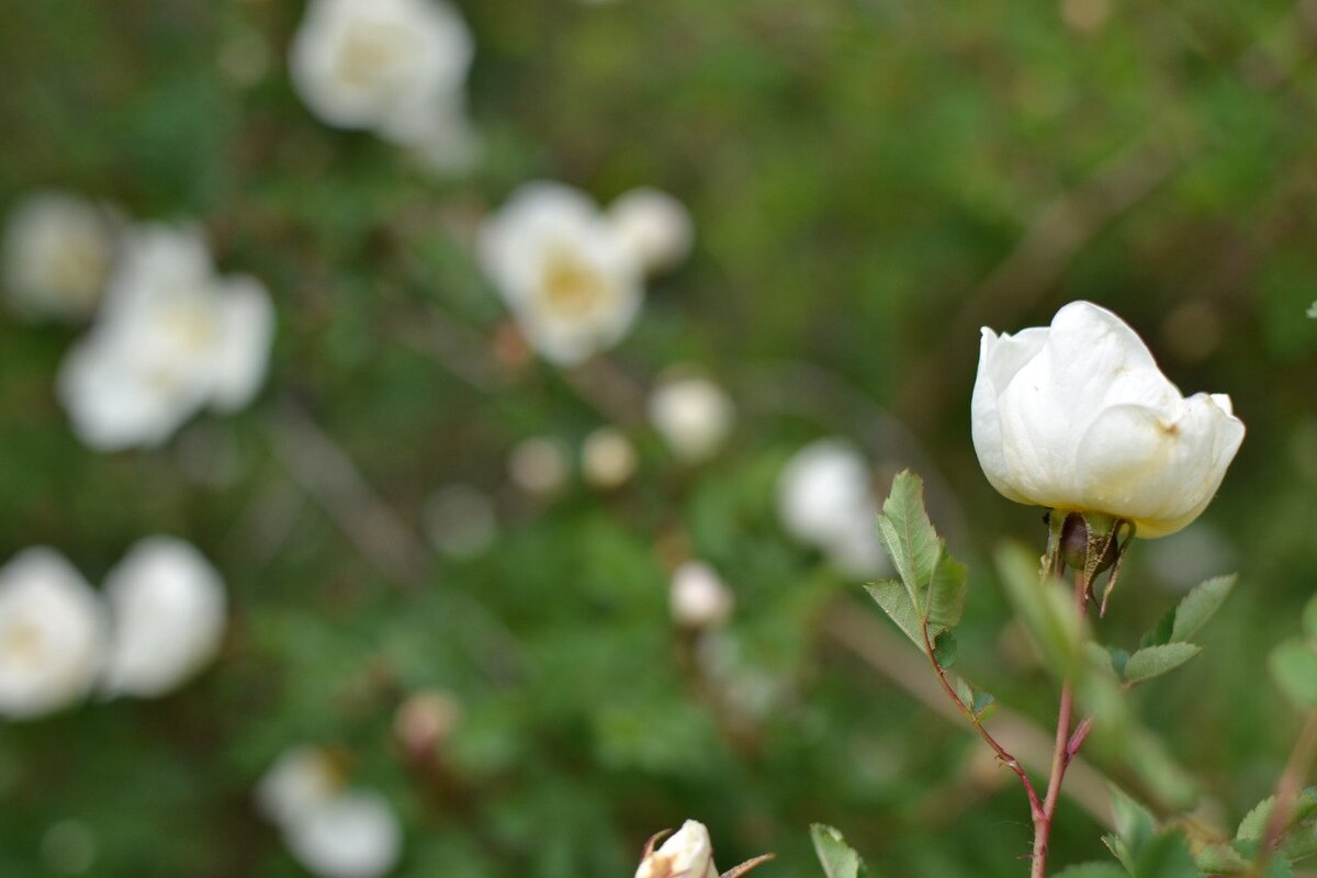 Роза колючайшая в моем саду