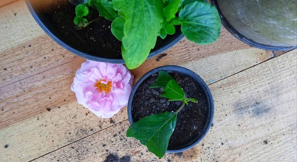 Гортензия бретшнейдера 