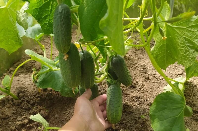 Поливаю огурцы раз в неделю этим раствором и собираю плоды ведрами