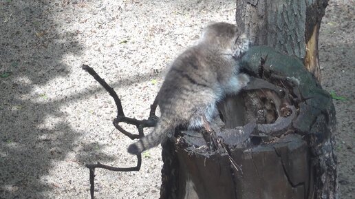 Котята Лоло научились пить воду. 08.06.2024