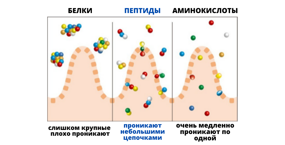 Начну с главного. Часто мы видим в составах аминокислоты. Работает ли они? А пептиды, а белки? Аминокислоты, белки, пептиды — в чем разница?-2