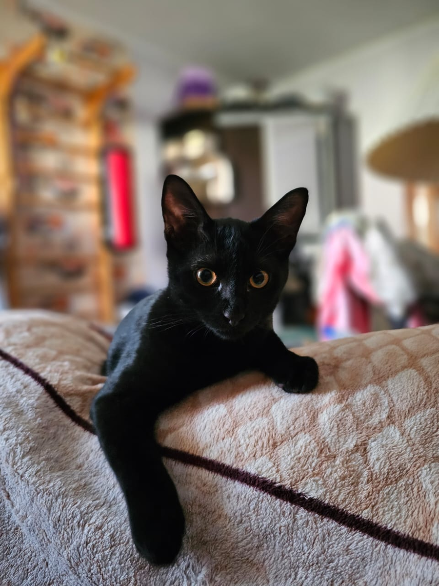 Гав маленькая пантера