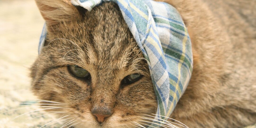 7 тревожных сигналов, что у вашей кошки что-то болит