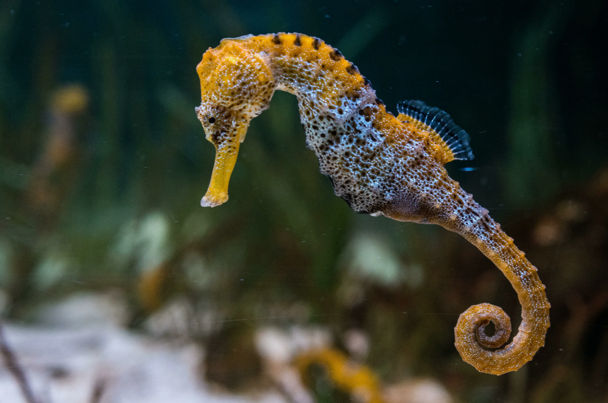 Морской конёк (Hippocampus spp.)