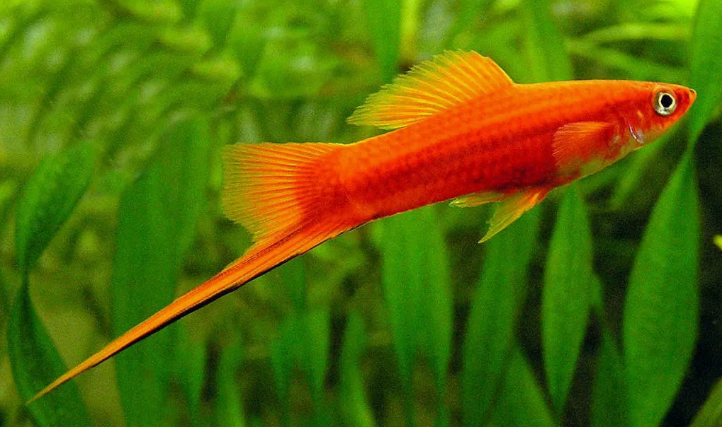Меч-рыба (Xiphophorus helleri)
