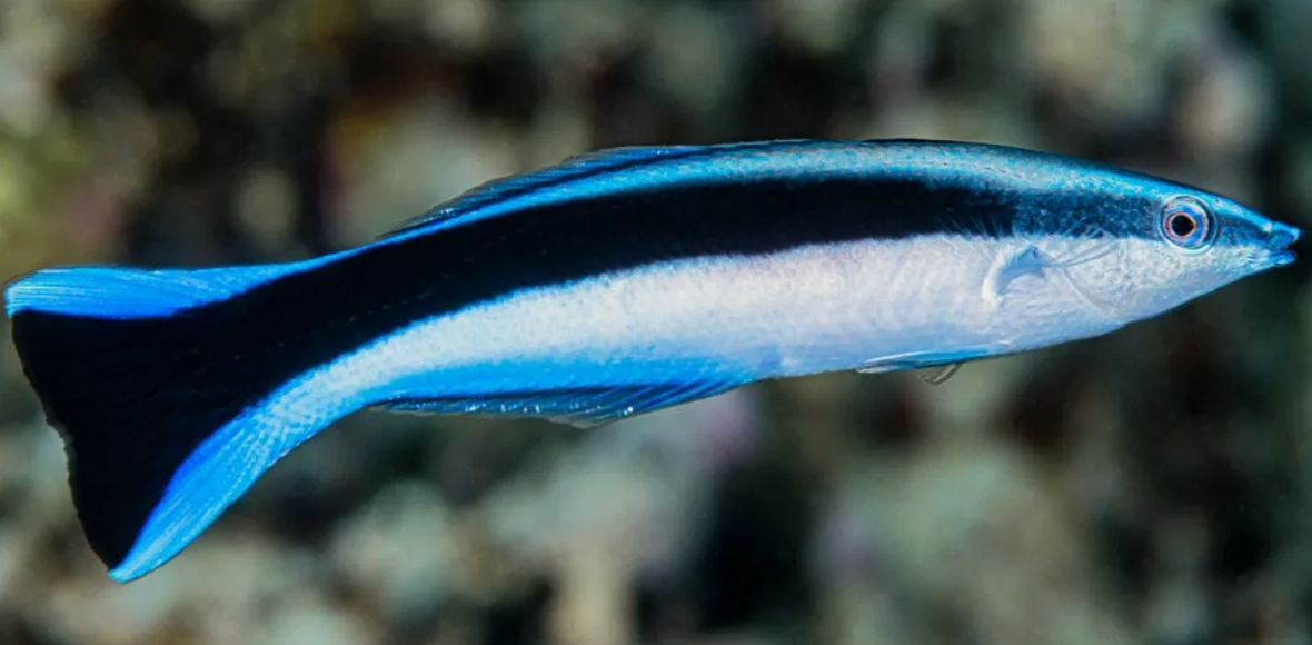 Губан-доктор (Labroides dimidiatus)