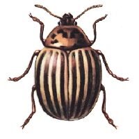 Колорадский жук Leptinotarsa decemlineata