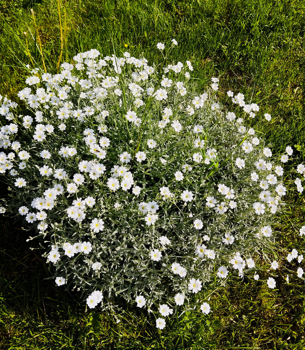 А вот расцвела наша Ясколка Бибирштейна 