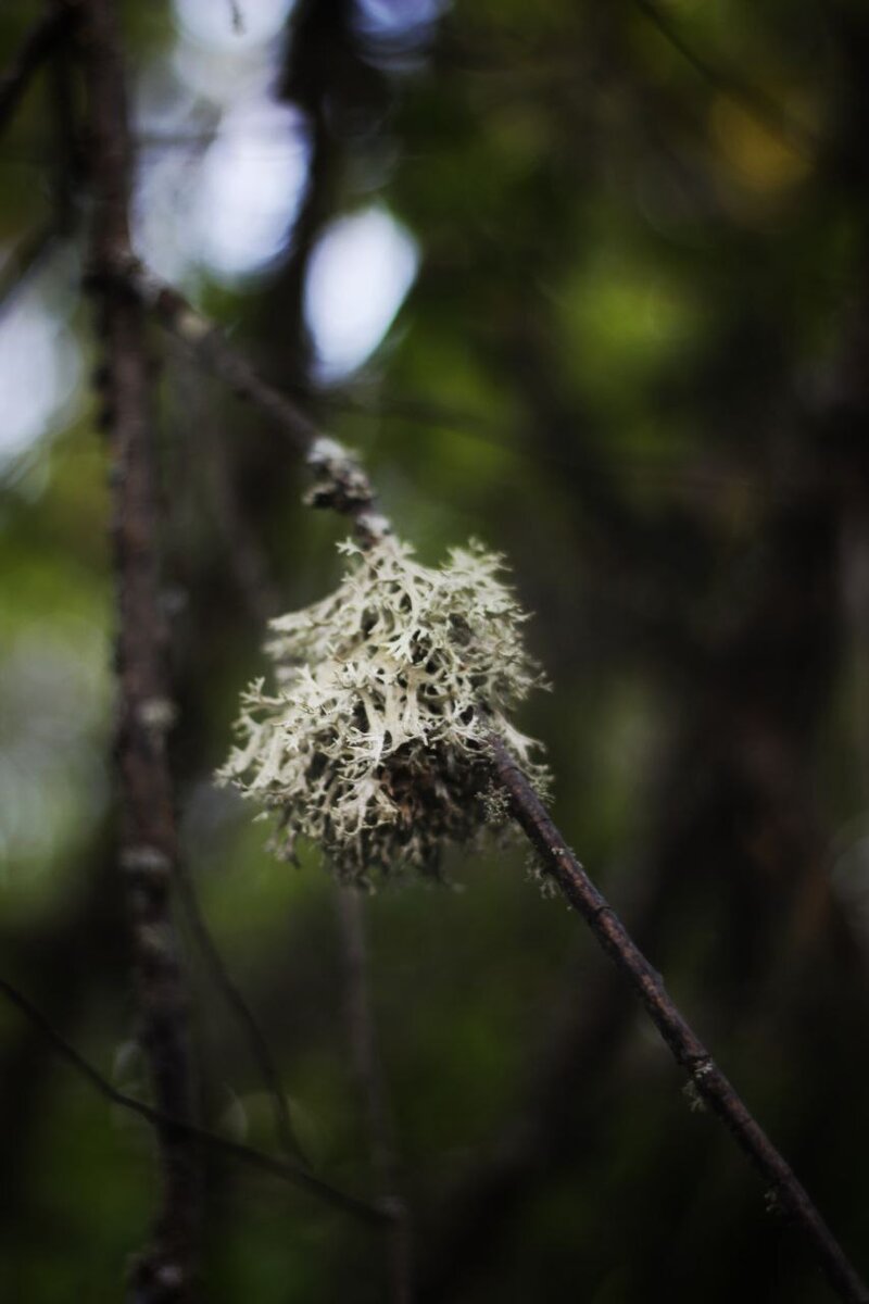 Фото из нашего леса